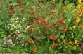/album/fotogalerij/heemtuin07-05-14-114-jpg/